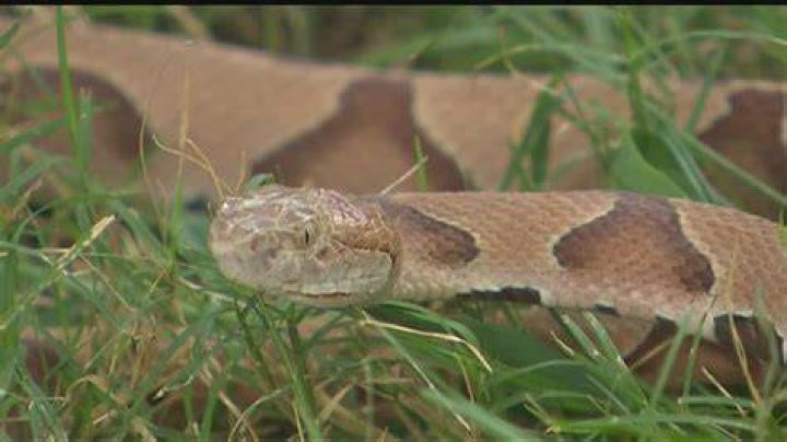 Venomous Copperhead Lyrics: Bite Of The Rattlesnake