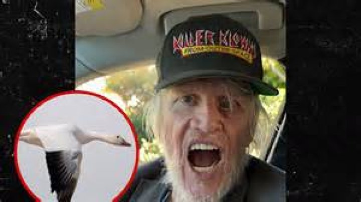 What's Really Happening With Gary Busey: Exploring The Root Issues