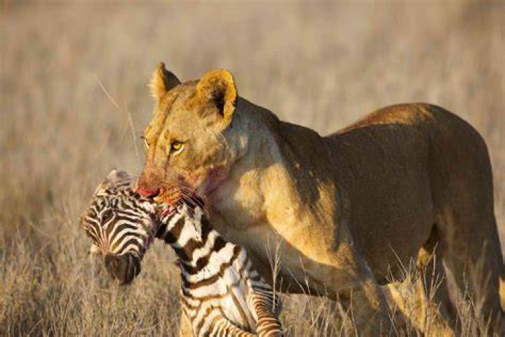 Which Animal Hunts Humans: A Guide To Predators That Attack People