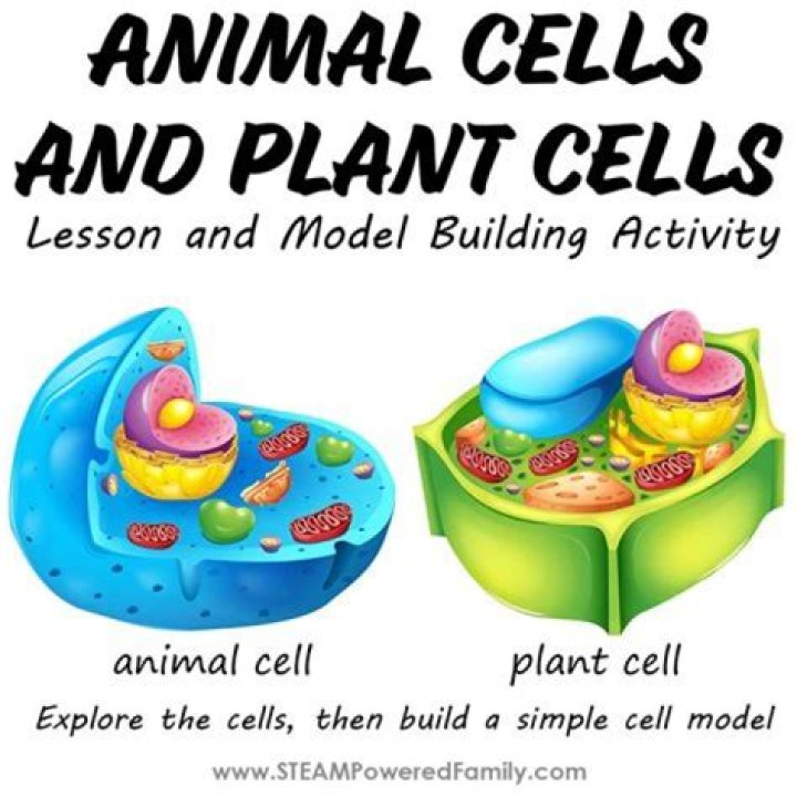 Why Animal Cells Lack Cell Walls: An In-Depth Explanation