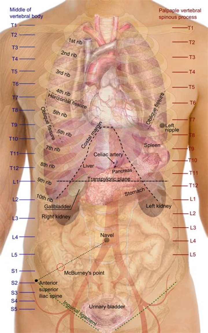 Your Guide To Understanding The Spleen: The Lower Left Back Organ